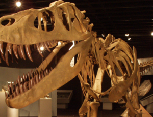 Dinosaur bones